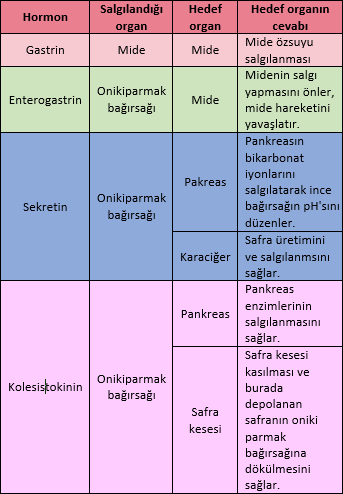 Sindirim sisteminde görev alan hormonlar ve etkileri